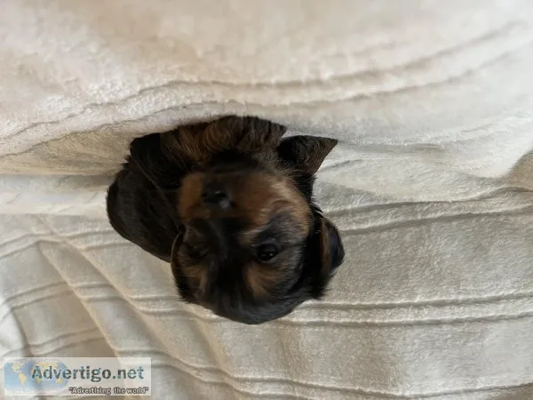 Yorkshire terriers