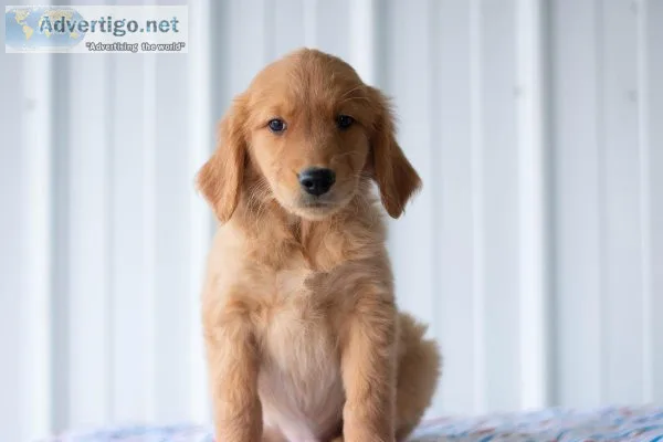 Cade Golden Retriever