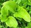 Hosta Plants - Bare Root Divisions