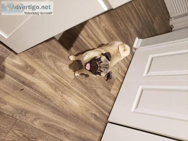 Pug for Sale