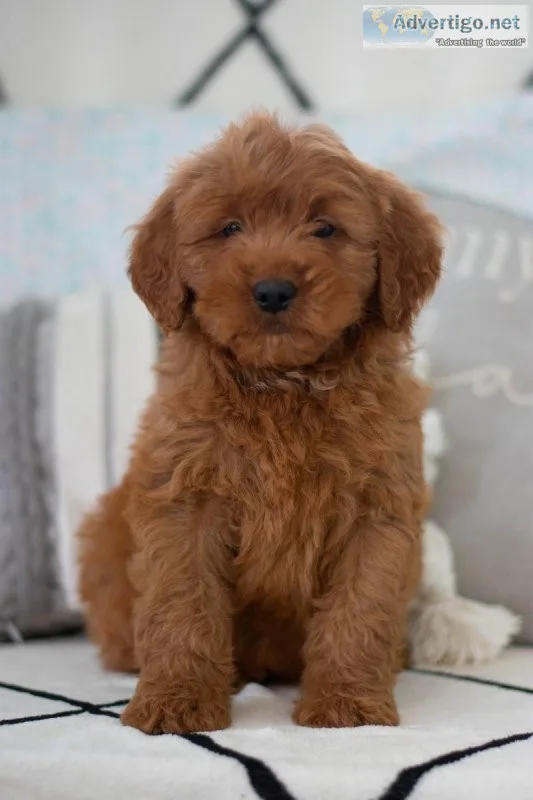 Rover F1 Mini Goldendoodle