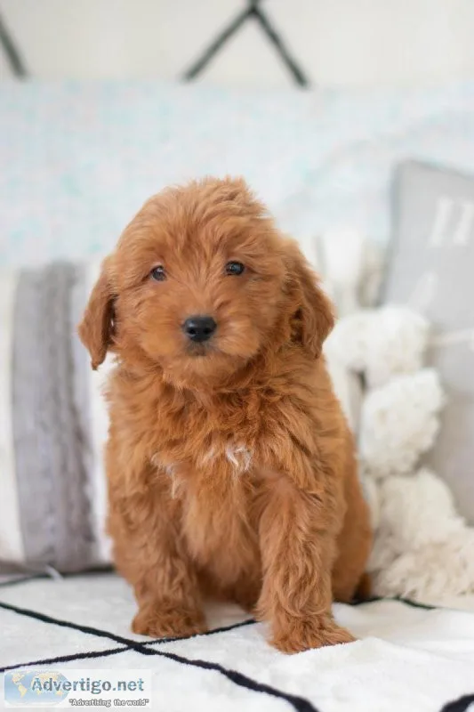 Amber F1 Mini Goldendoodle