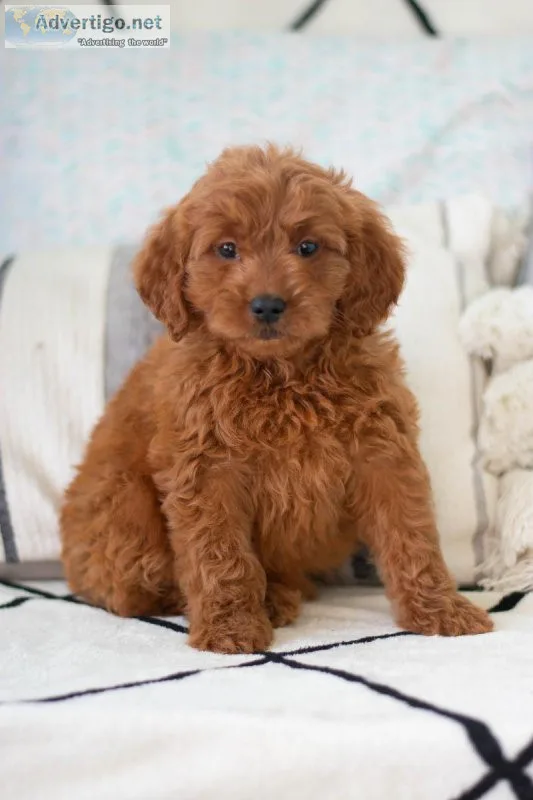 Abby F1 Mini Goldendoodle