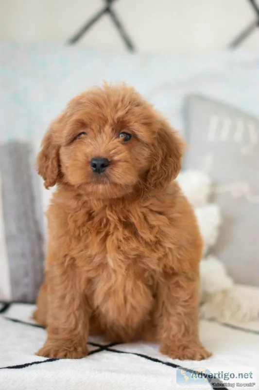Ashley F1 Mini Goldendoodle