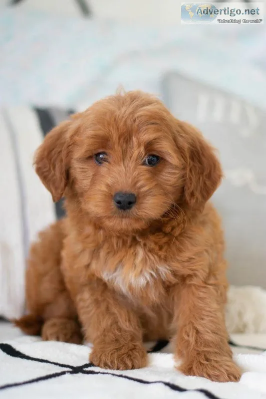 Stacy F1 Mini Goldendoodle