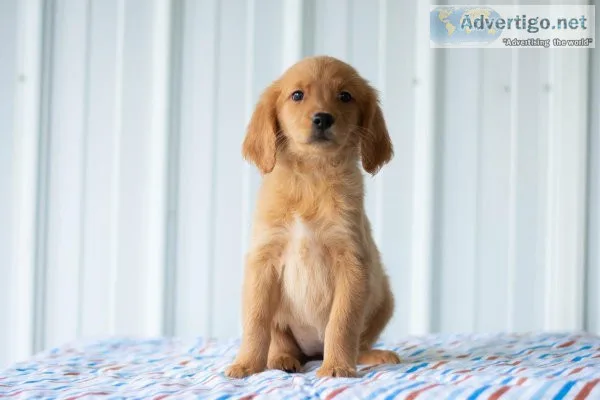 Casey Golden Retriever