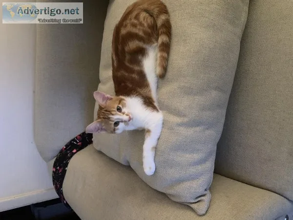 orange tabby kitten
