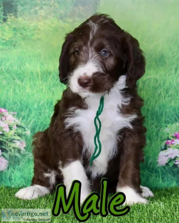 Beautiful Labradoodles