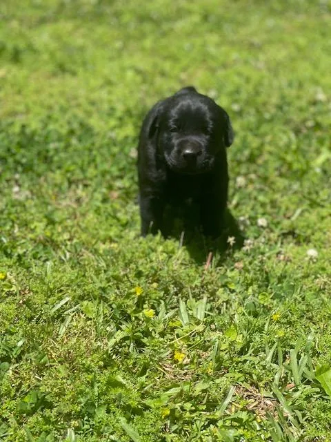 Lab