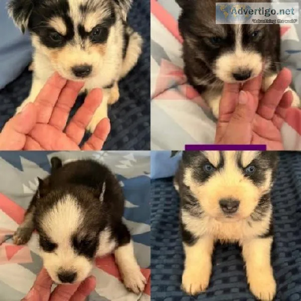 Loving Aussie Husky Puppies
