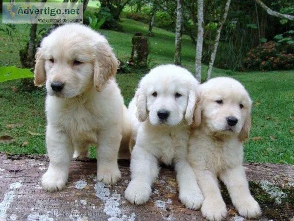 Sweet Golden Retriever Puppies for Sale