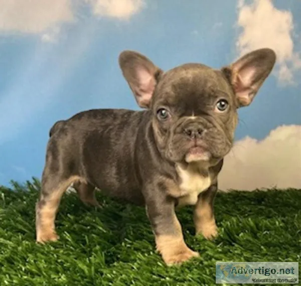Bella french bulldog