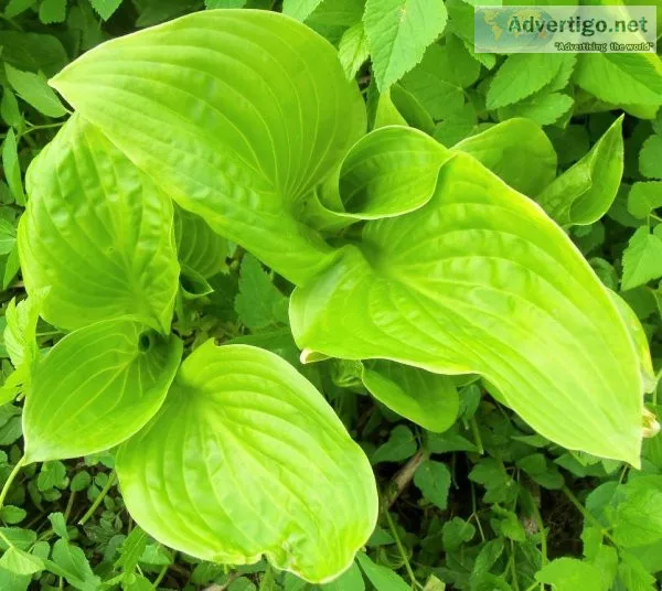 Hosta Plants - Bare Root Divisions