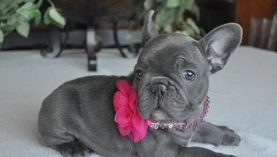 Awesome Blue Frenchies