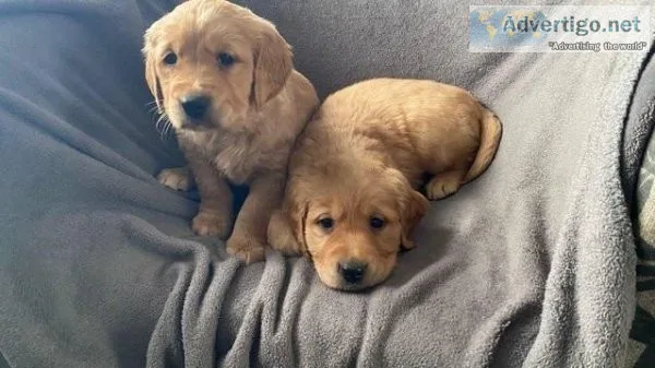 Healthy Golden Retriever Puppies for Sale