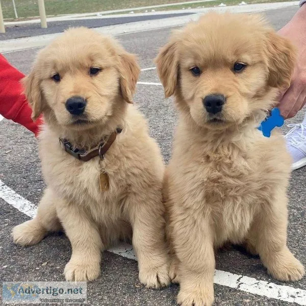 Excellent Golden Retriever Puppies