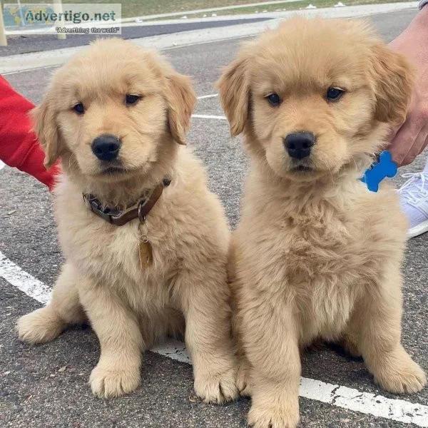 Brilliant Golden Retriever Puppies