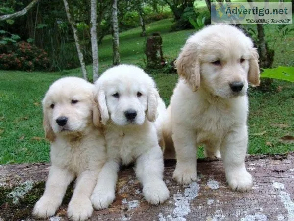 Absolute Golden Retriever Puppies For Sale