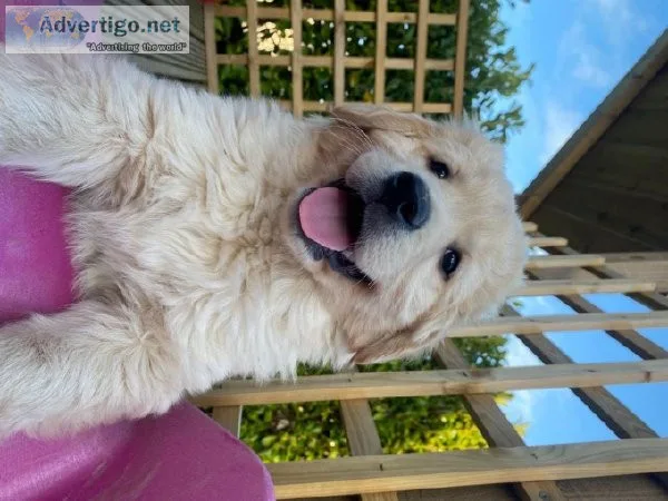 Super Golden Retriever Puppies
