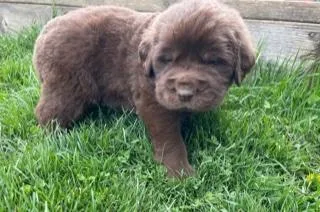 Haus Newfie mix