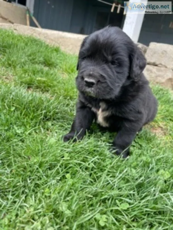 Dozer newfoundland mix