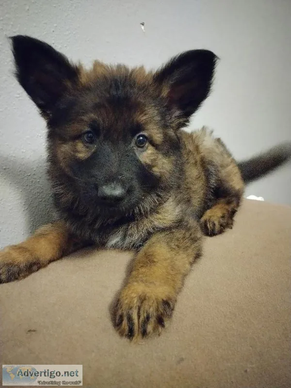 German shepherd puppies