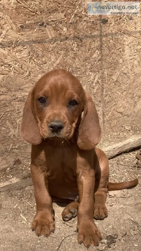 UKC Registered Redbone Puppies 350