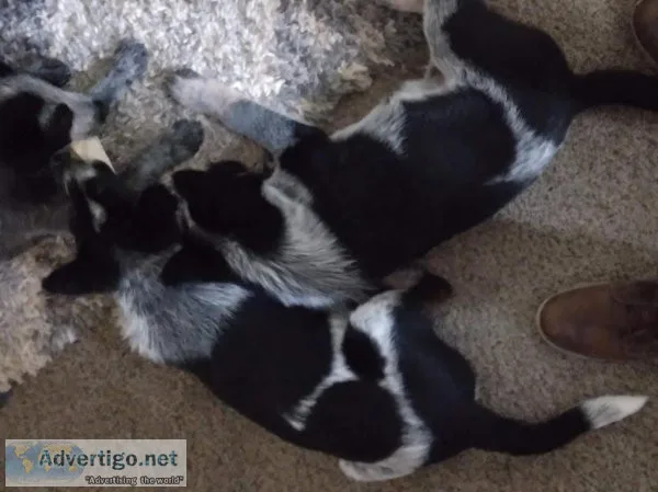 Puppies for Sale