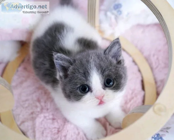 Munchkin cat ready