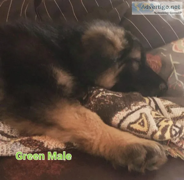 AKC German shepherd puppies