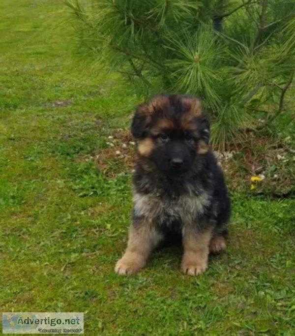 german shepherd puppies