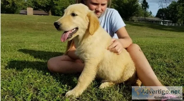 Quality AKC Registered. 1 female Golden Retriever