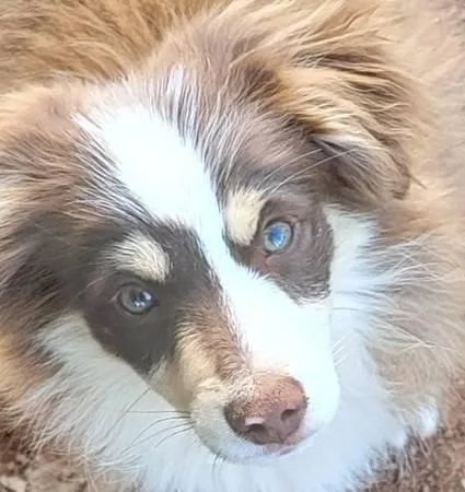 Toy Australian Shepherd