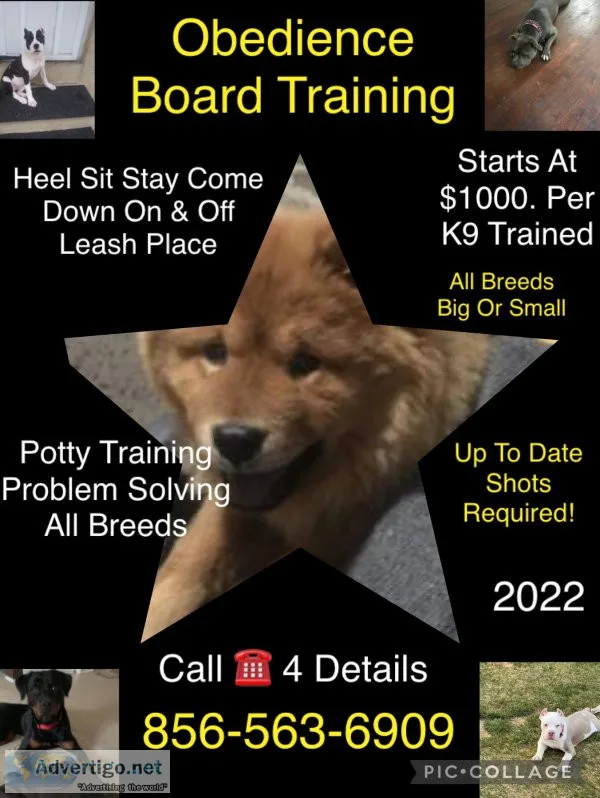 Pro training programs k9
