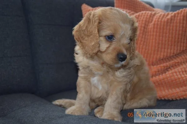 Our awesome cavapoo puppy is ready for rehoming.