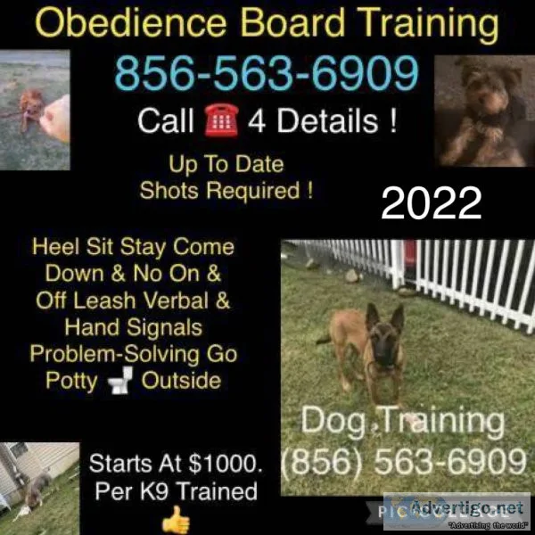 Pro training programs k9
