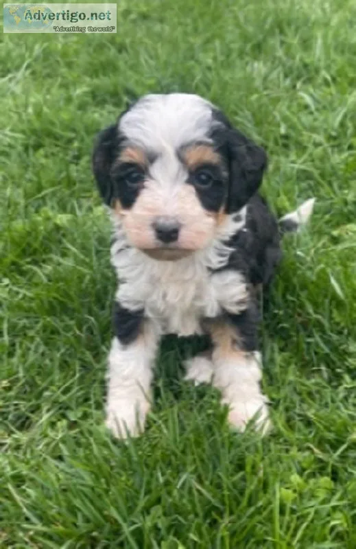 Aston Mini bernedoodle