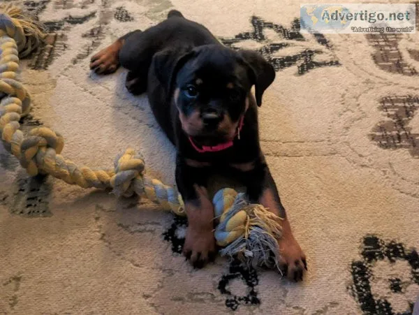 Rottweiler Puppy (Serbian Import)