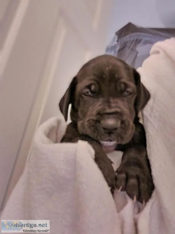 AKC Registered Great Dane Puppies