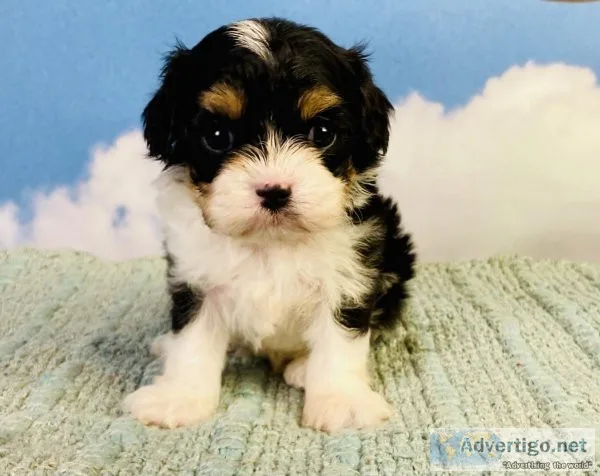Cap n Crunch Cavapoo