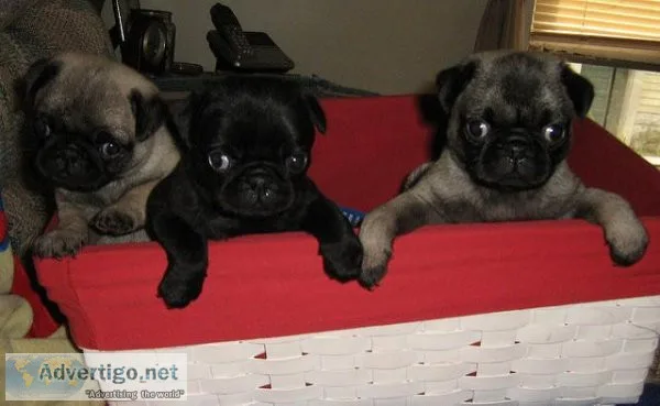 pug puppies