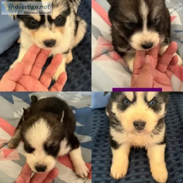 Aussie husky puppies for rehoming