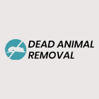 Get Professional Dead Cat Removal London - Deadanimalremoval.uk