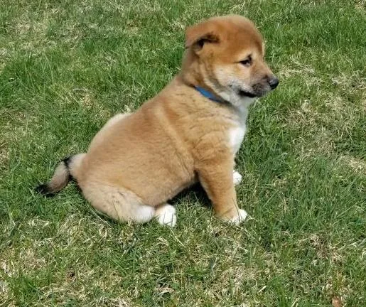 Shiba Inu Puppies