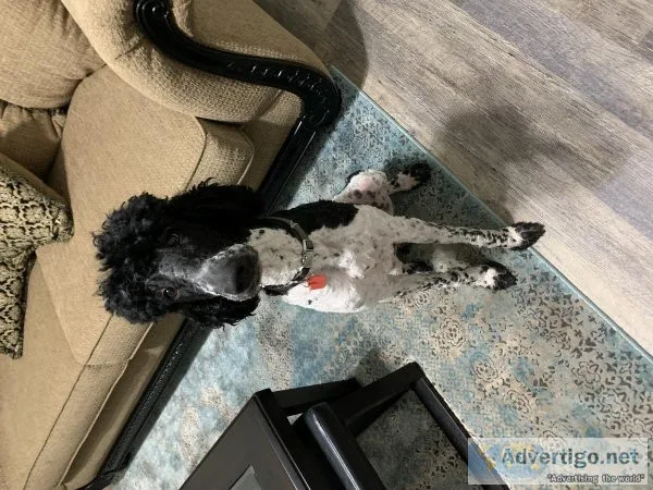 One year old Black and white standard poodles