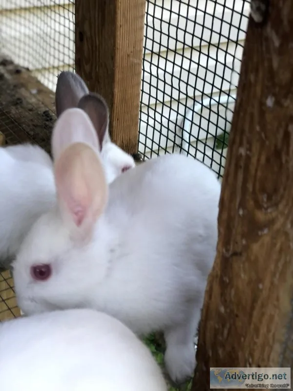 Rabbits