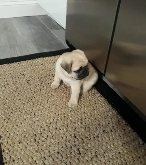 Pug puppies available.