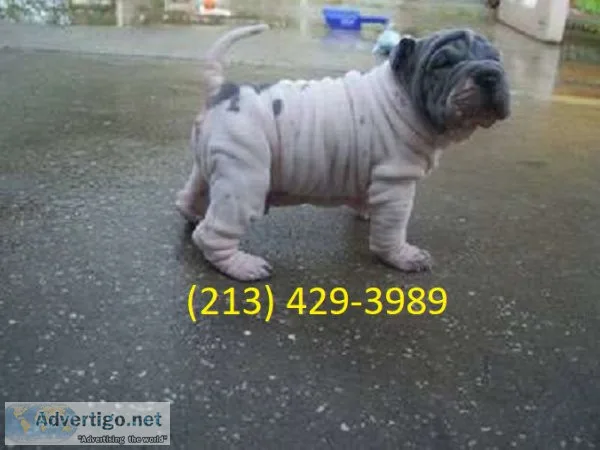 Purebred Shar Pei with distinctive coat