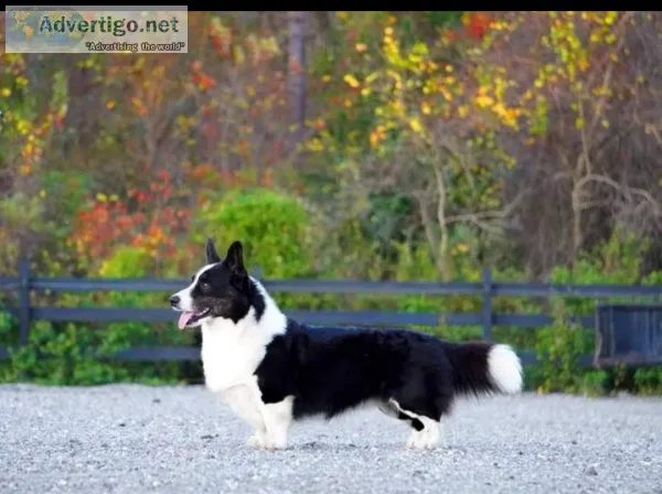 Cardigan Welsh Corgi puppies