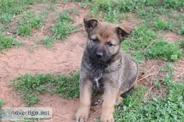 German ShepherdBelgian Malanois pups